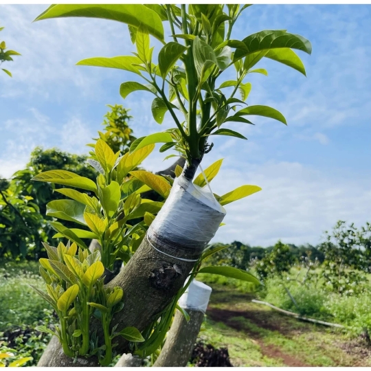 Giấy ghép cây tự hủy 8cm