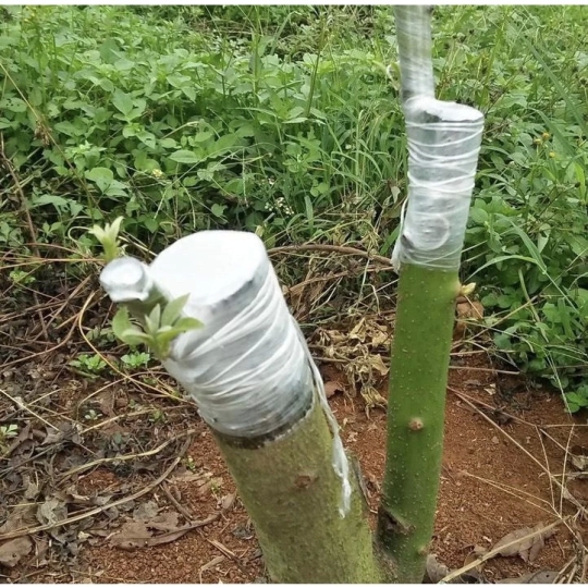 Giấy ghép cây tự hủy 4cm