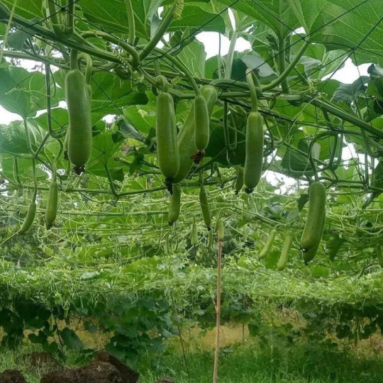 DÂY NHỰA ĐẶC PET KHÔNG LÕI 2.5MM