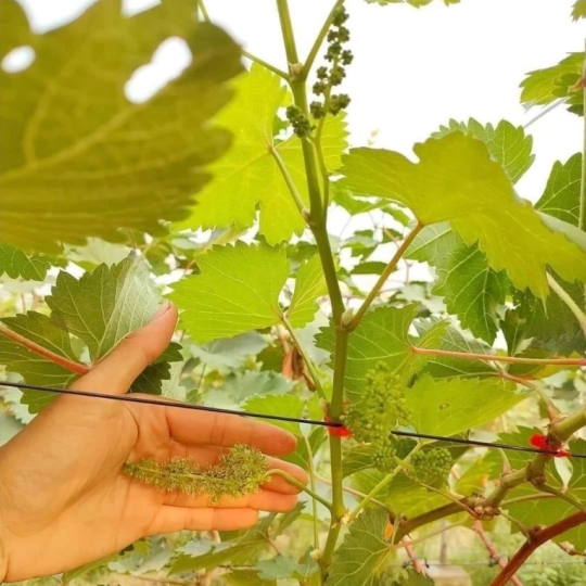 DÂY NHỰA ĐẶC PET KHÔNG LÕI 2.5MM